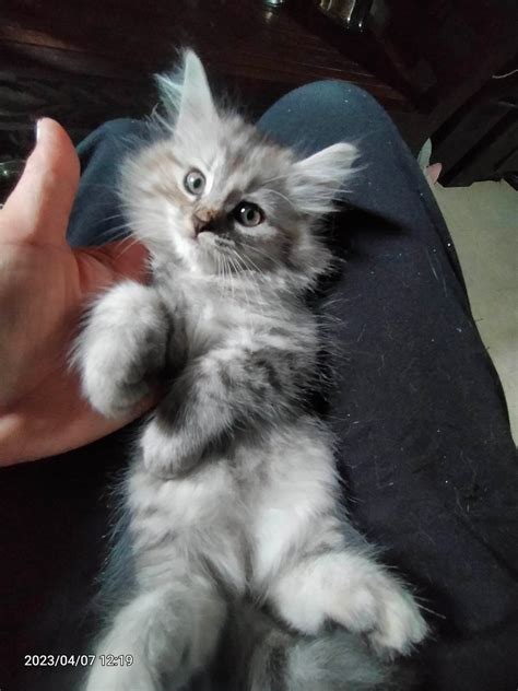 cat for sale cebu|persian cat price in philippines.